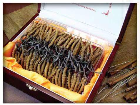 辛集冬虫夏草回收